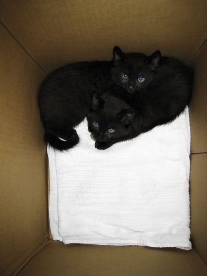 hello kitties