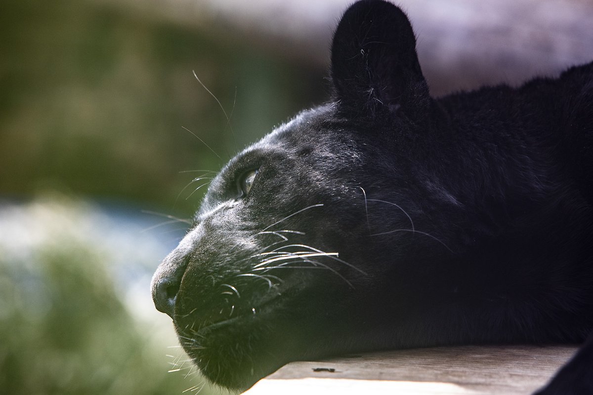 maya is a black jaguar