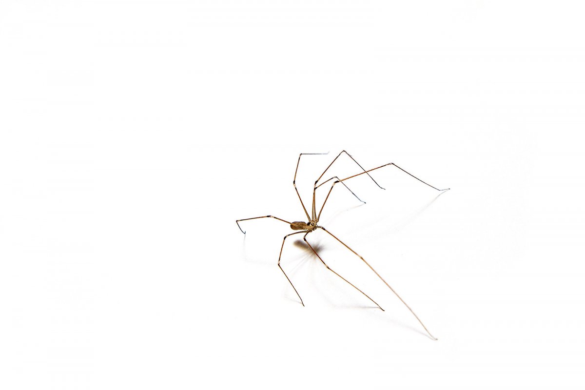incy wincy house guest