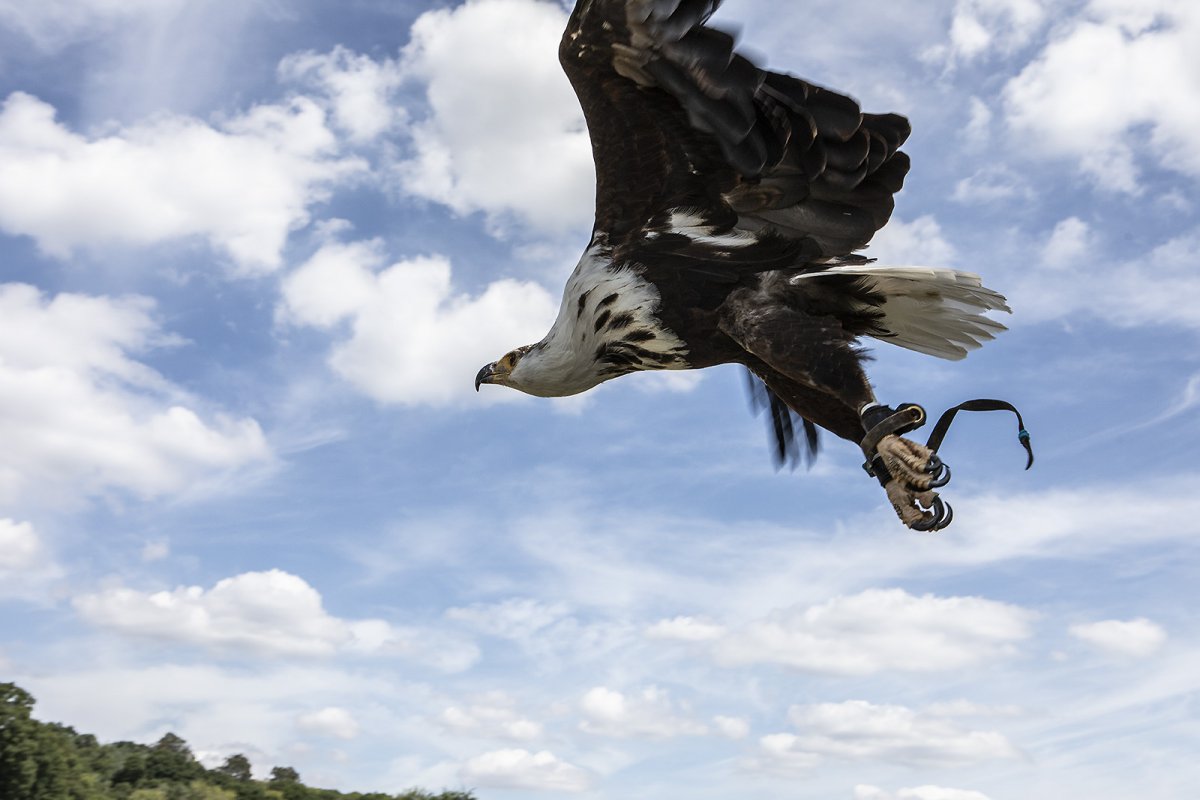 an african fish eagle
