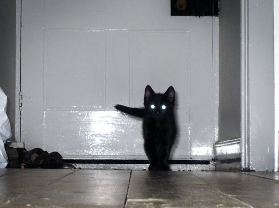 unidentifable pusspuss