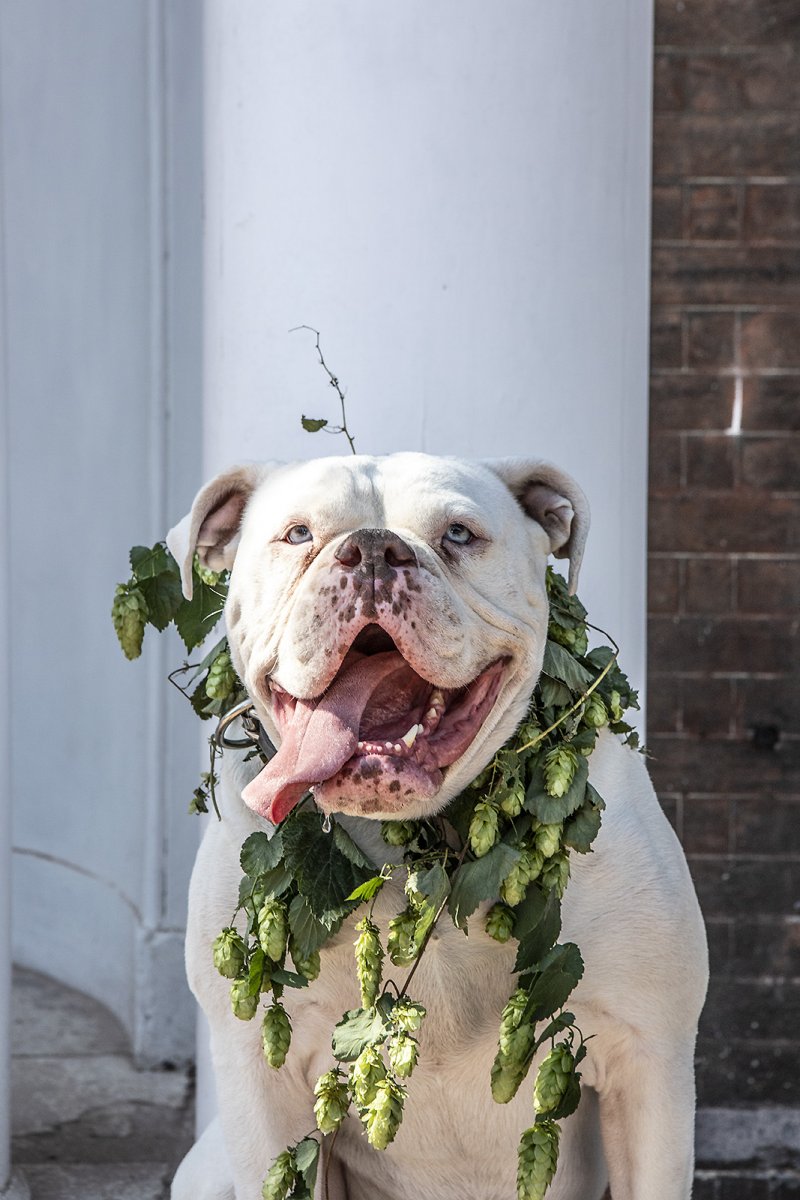 happy hop festival