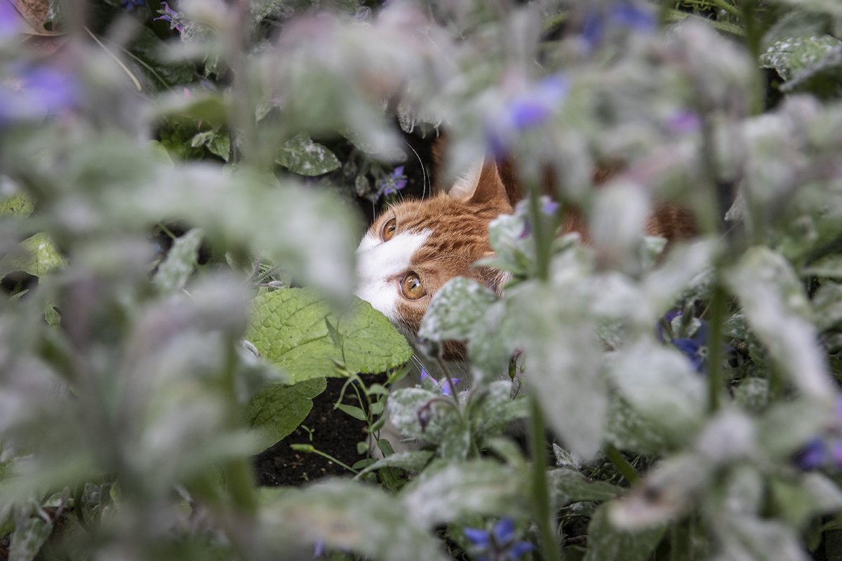 you cant see me