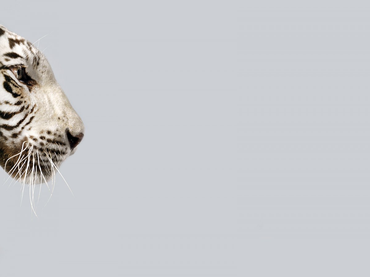 whiskas