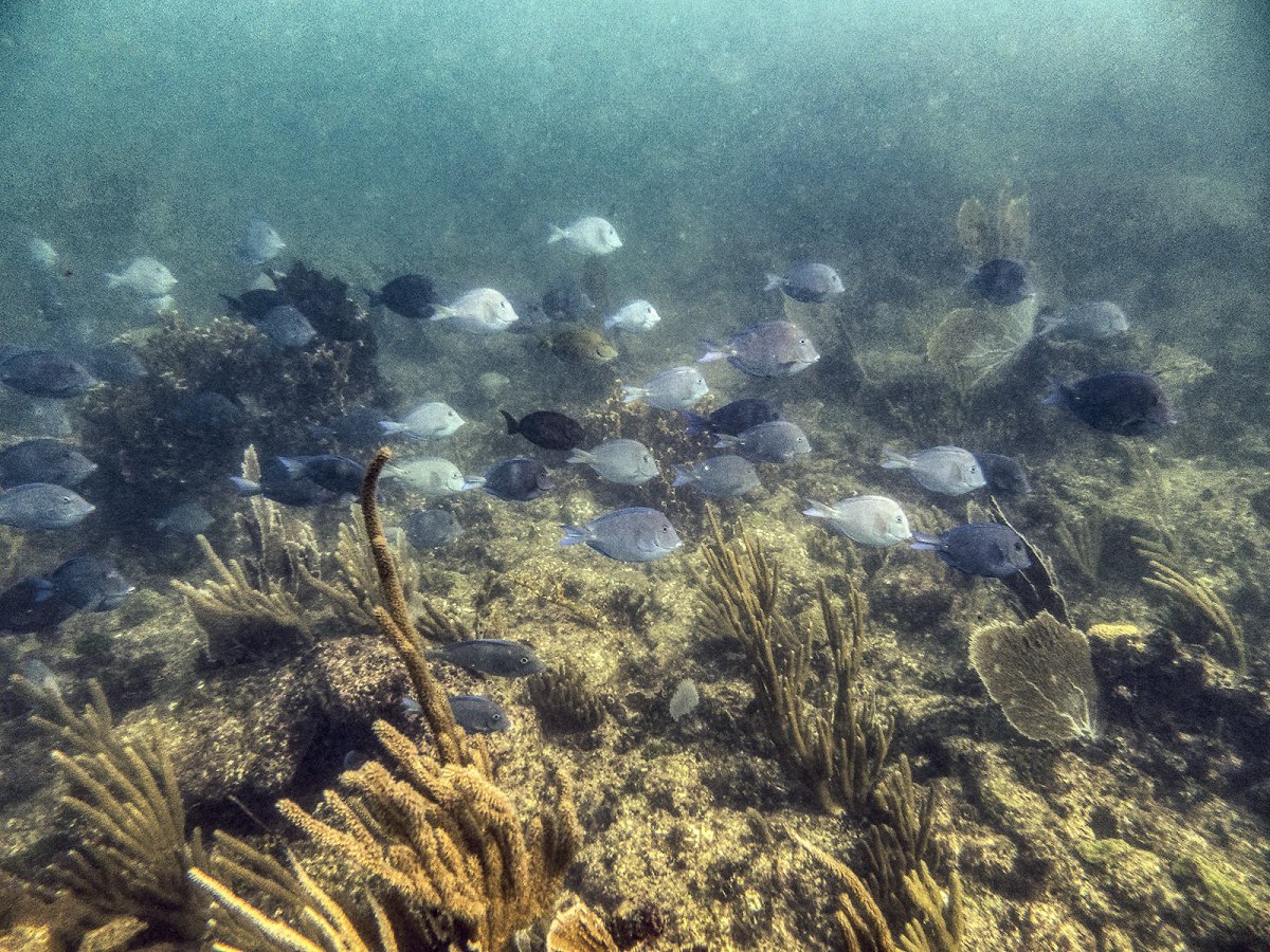 fishes