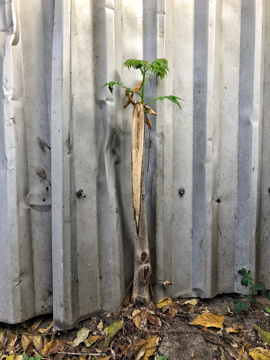 new life 