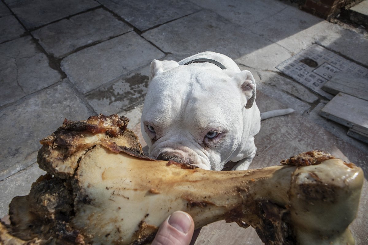 special delivery for mr.bunny