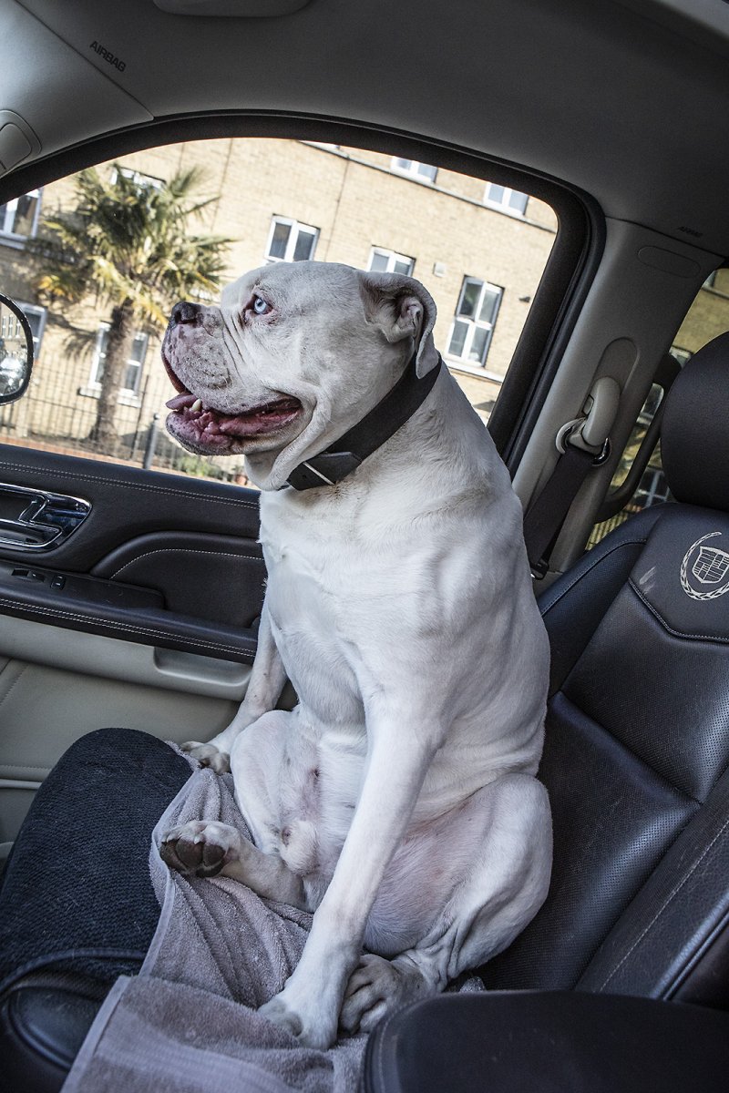 mr bunny along for the ride