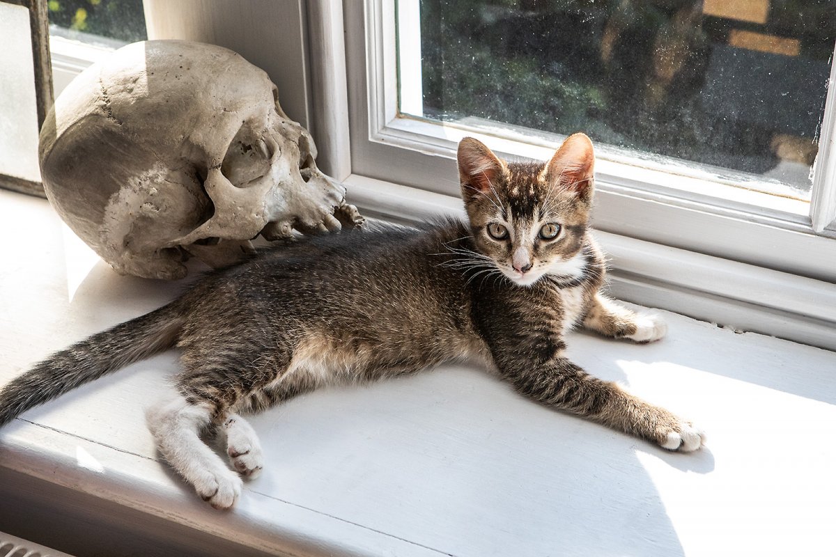 happy global tiger day