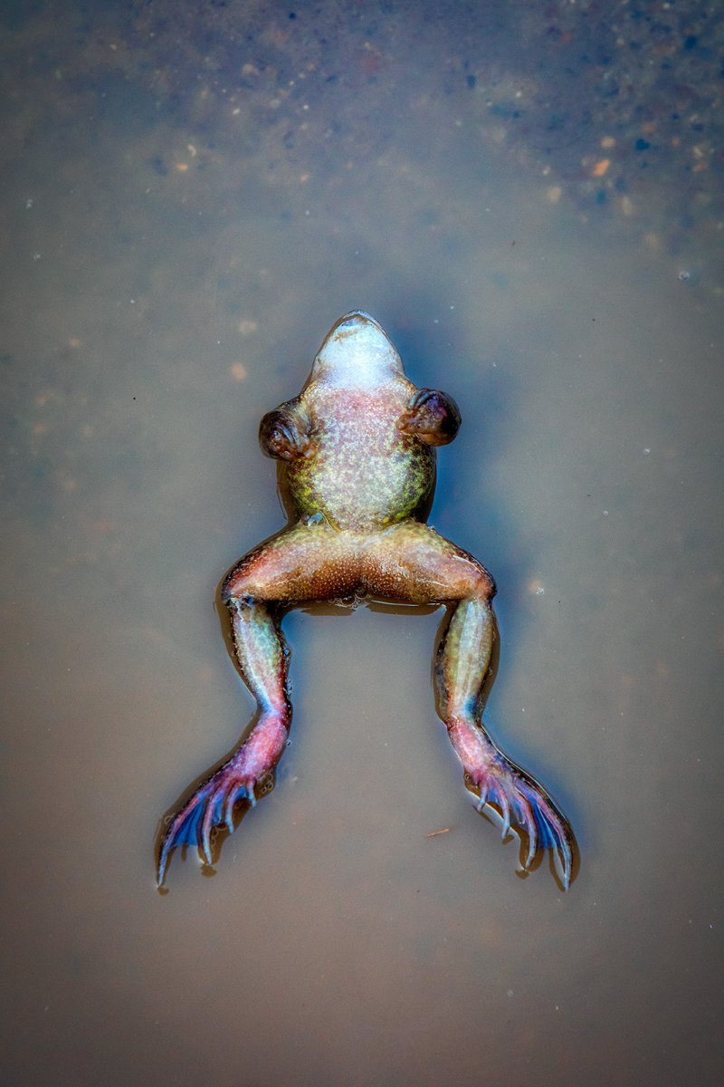 this parrot is not dead: he is sleeping