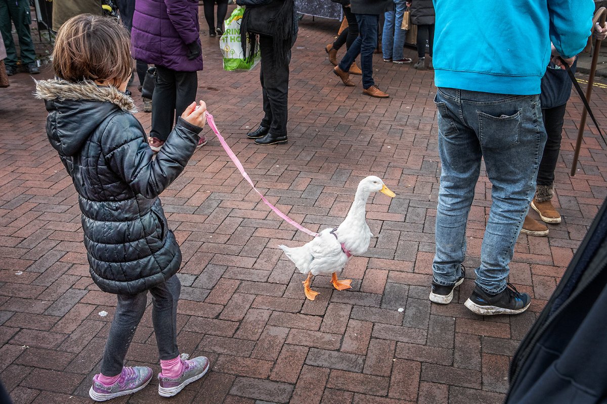 just taking my duck for a walk