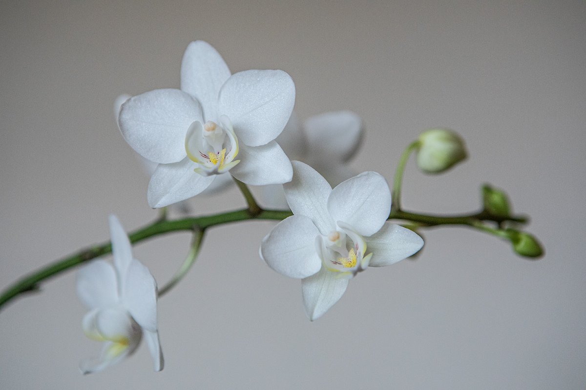 an orchid