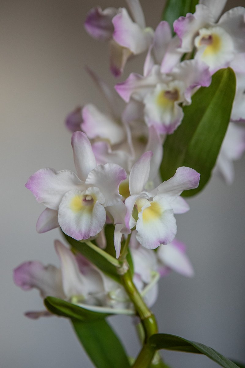 an(other) orchid