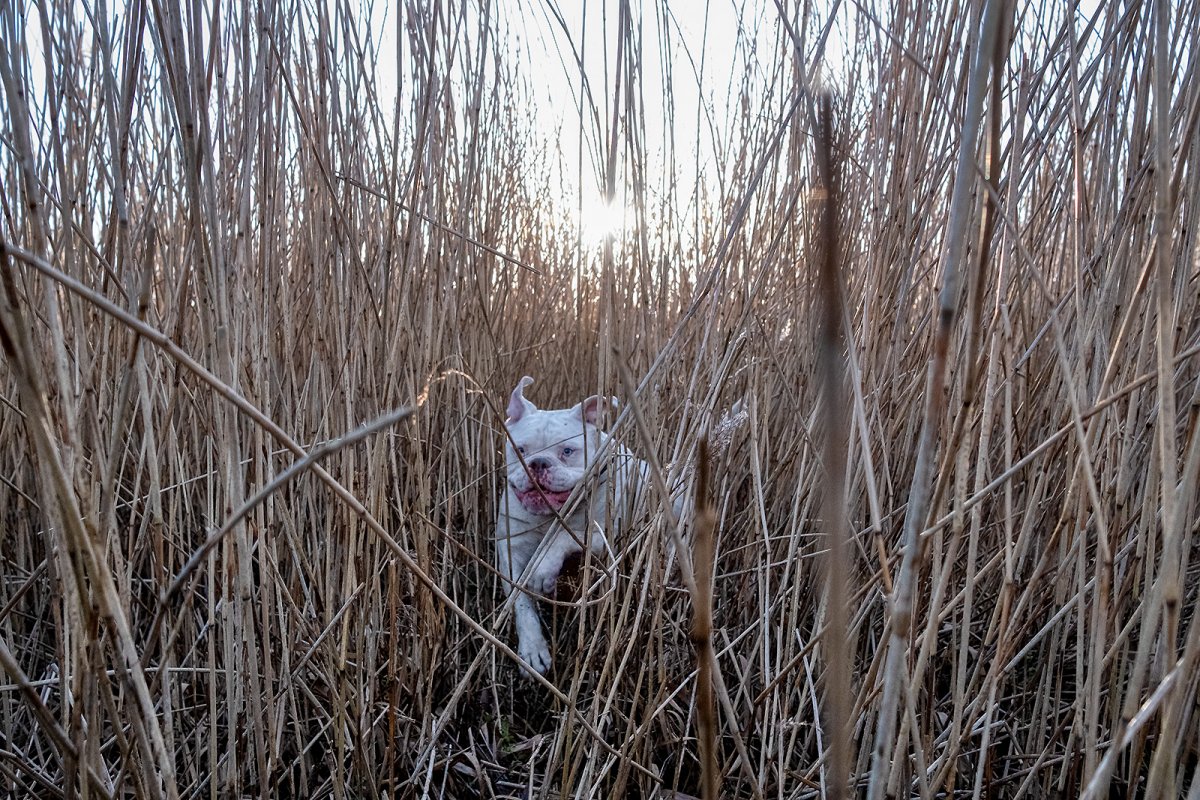 it's in the trees: it's coming...