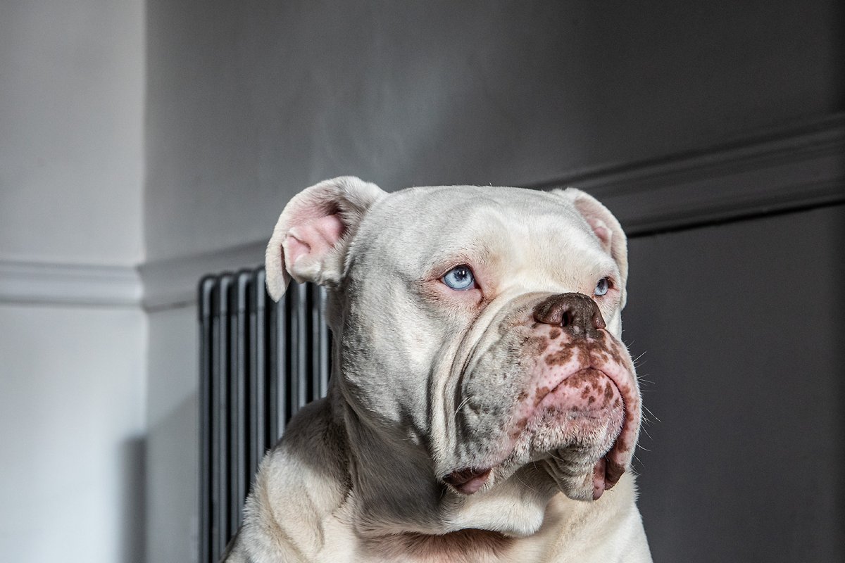 Mr Bunny Wolfgang Malkovich 