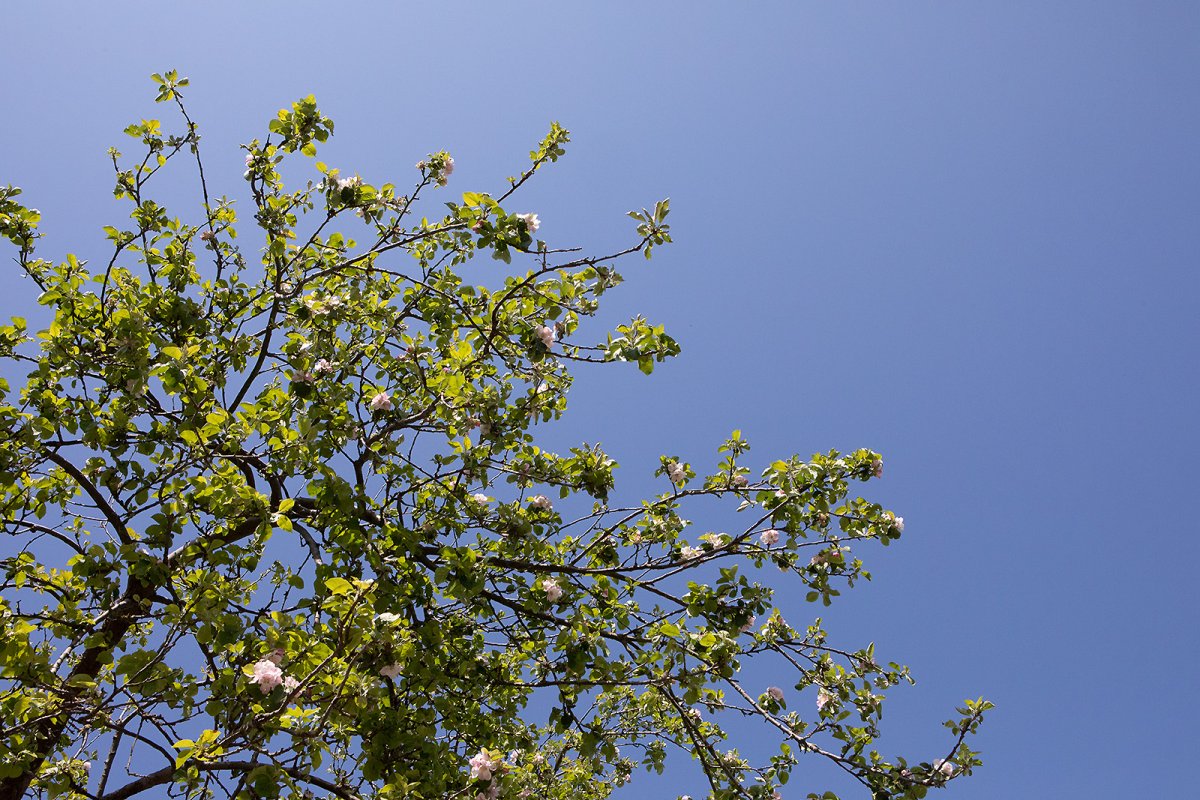 last of the apple blossom