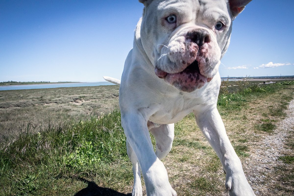 mr bunny Wolfgang Malkovich 