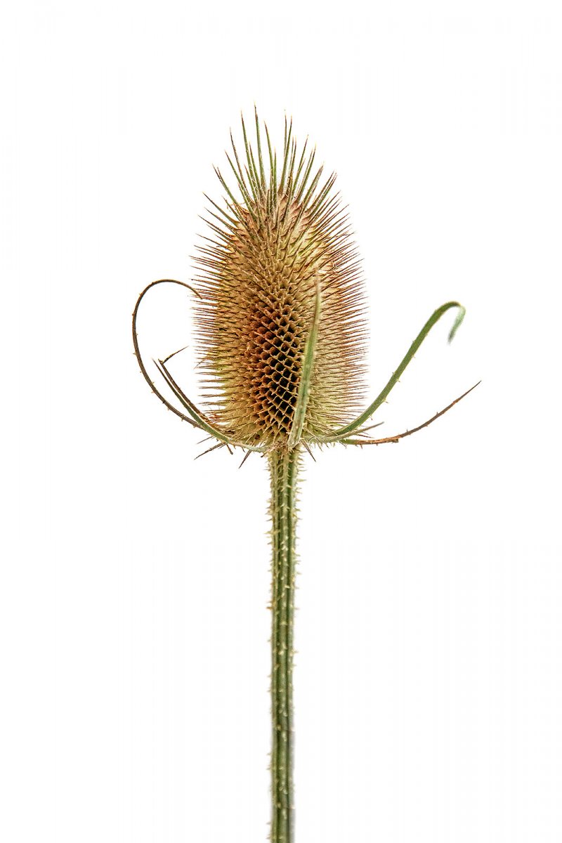 the boy with thorn in his side