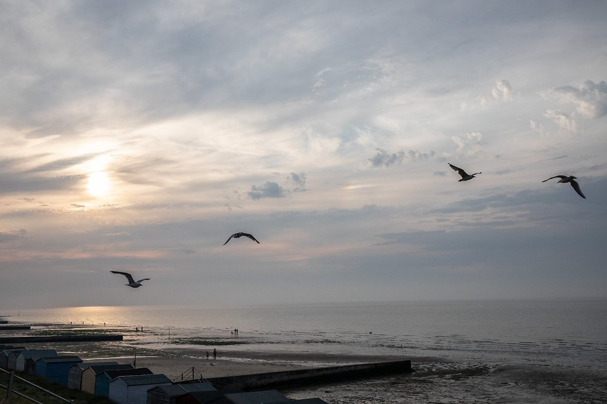 socially distancing seagulls