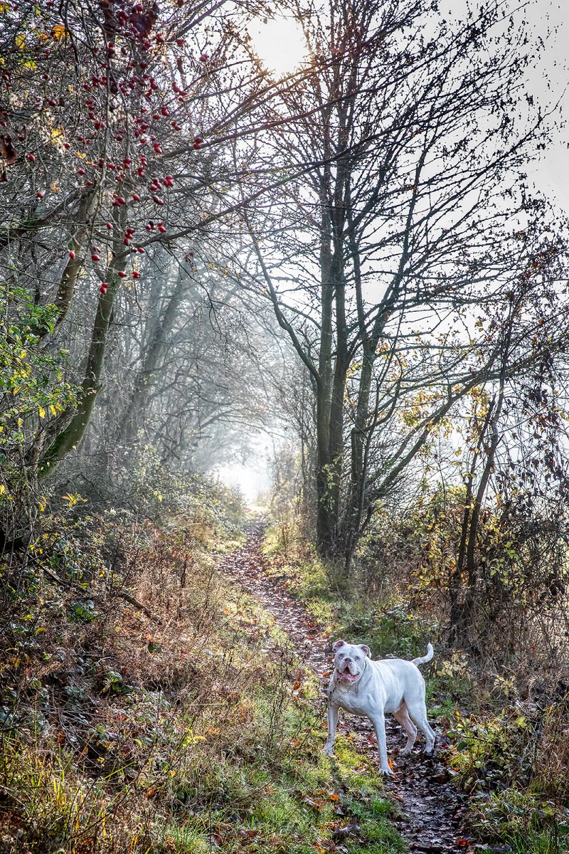 just walking the dog...