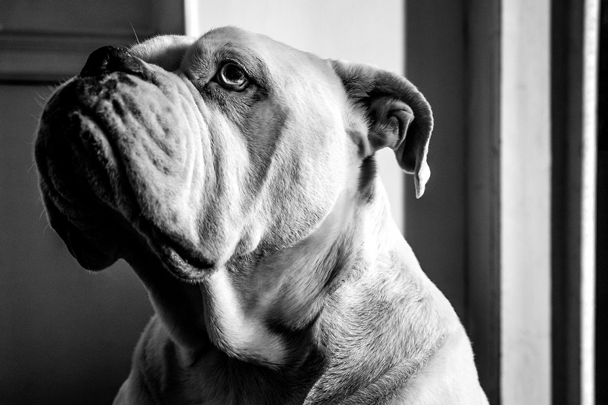 boxer day
