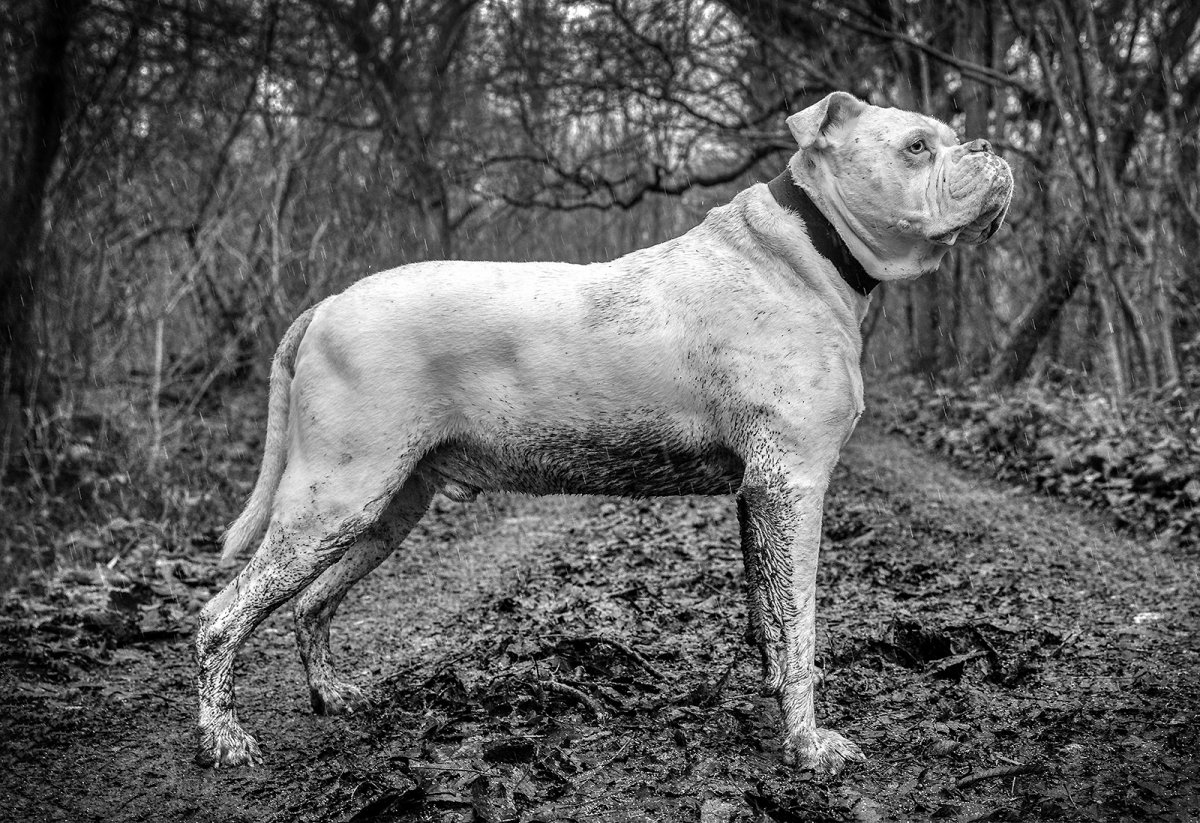 EPIC HOUND