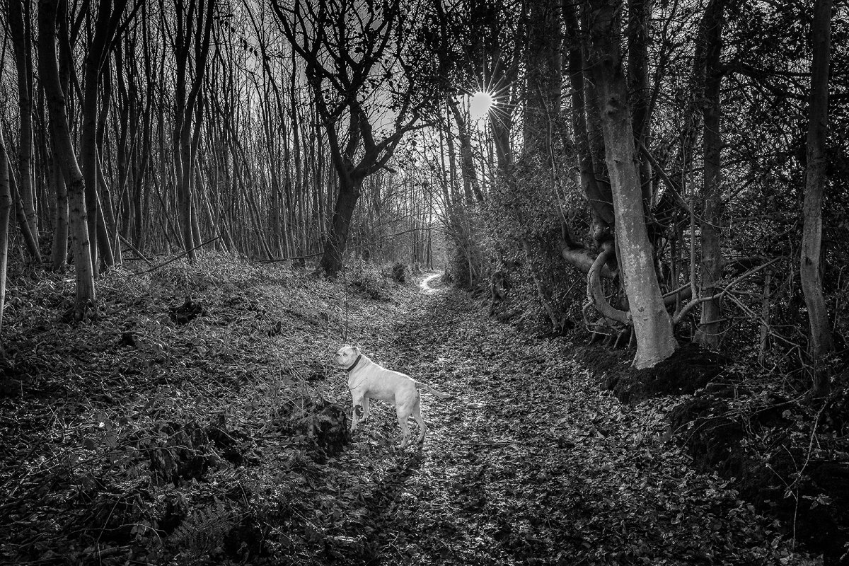 another day another dog walk