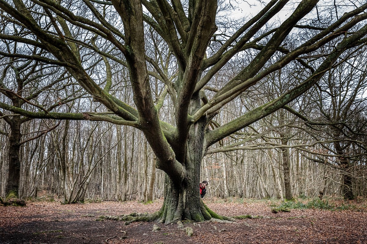 if you went down to the woods today