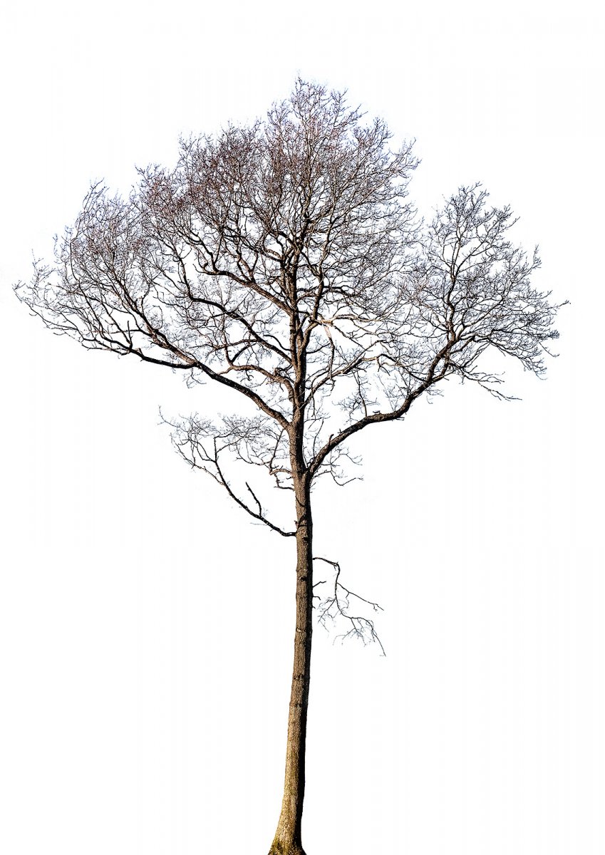 trees I have known and loved #732