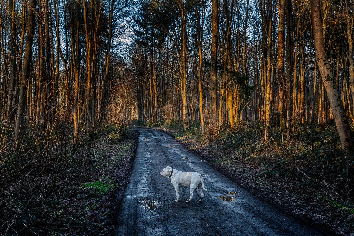 late light 