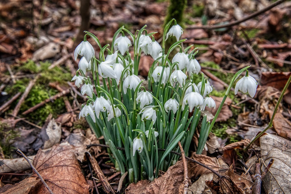 first snowdrops of spring