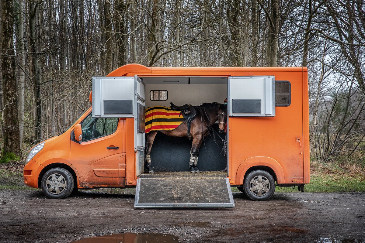 horse in a box