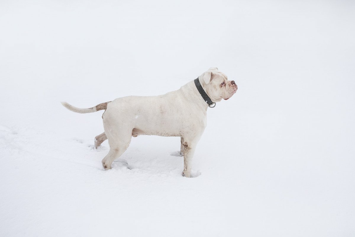polar bear