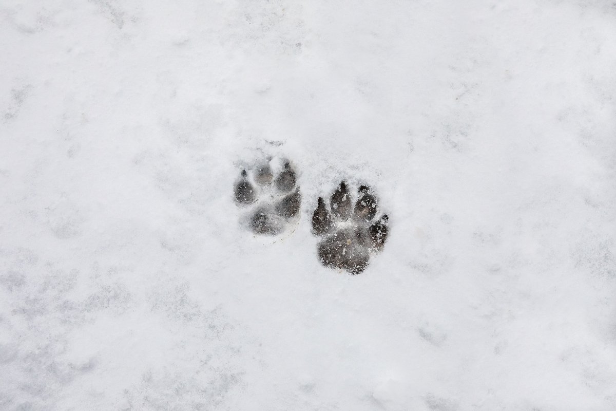 snow shoes