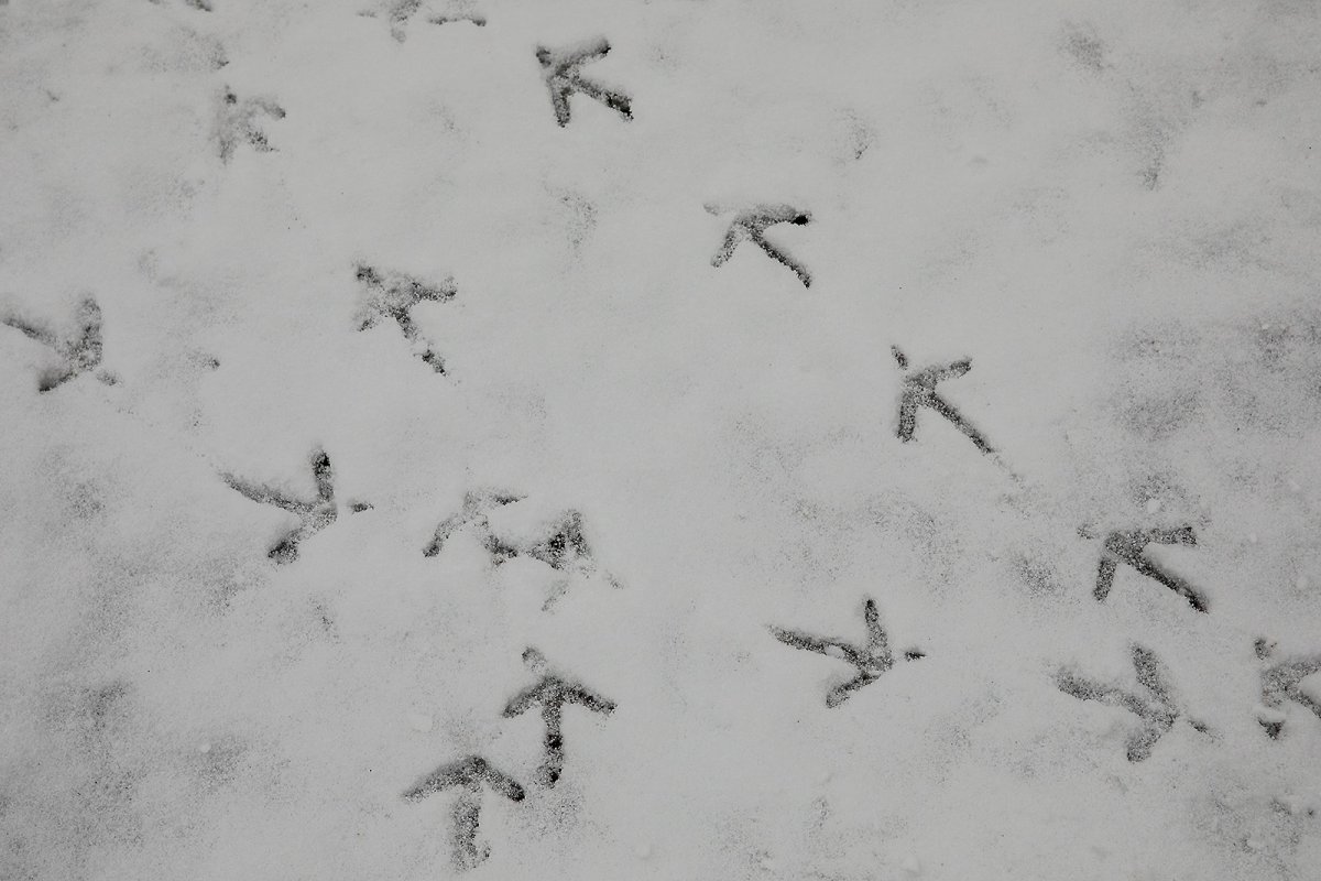 follow the arrows