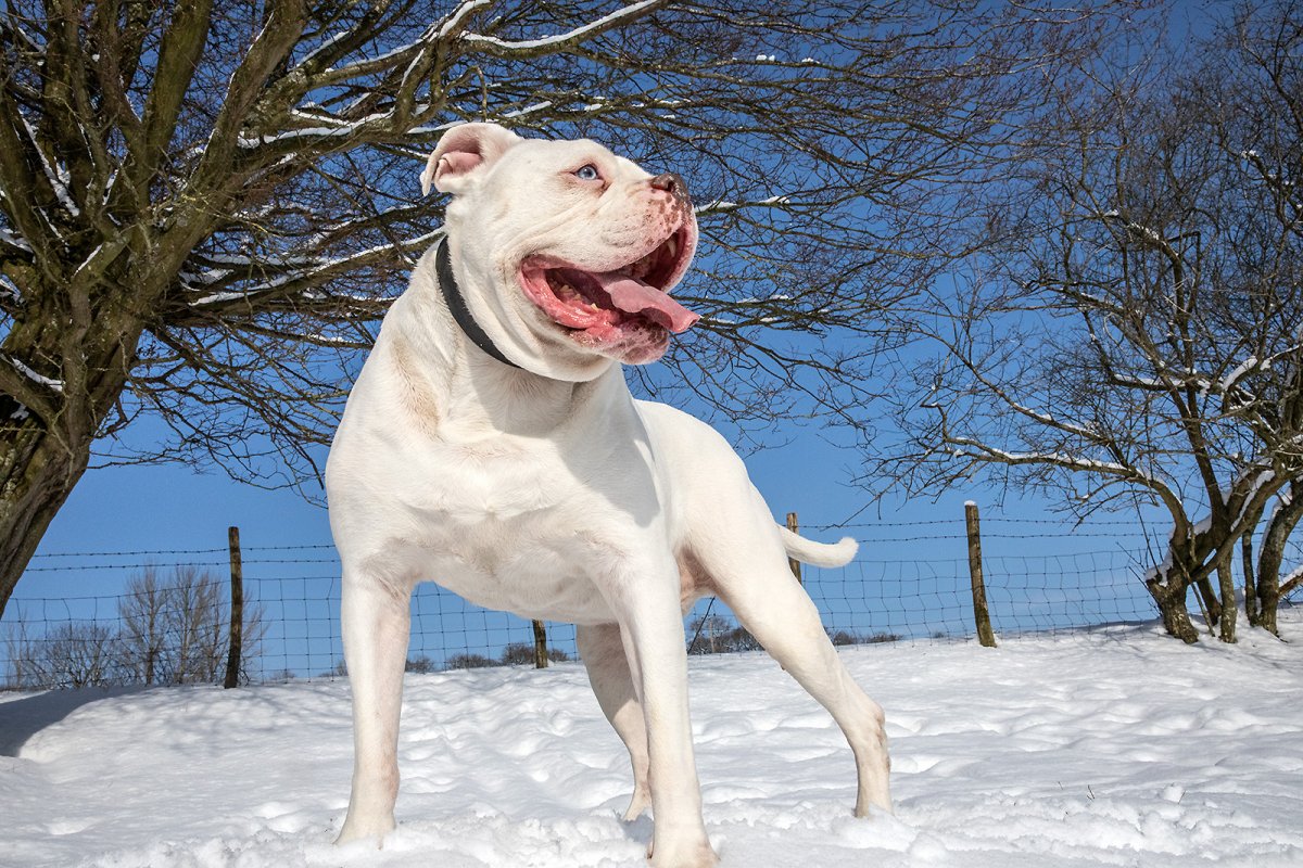 epic dog