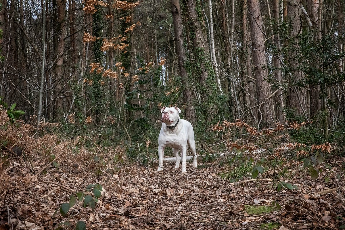 stoic