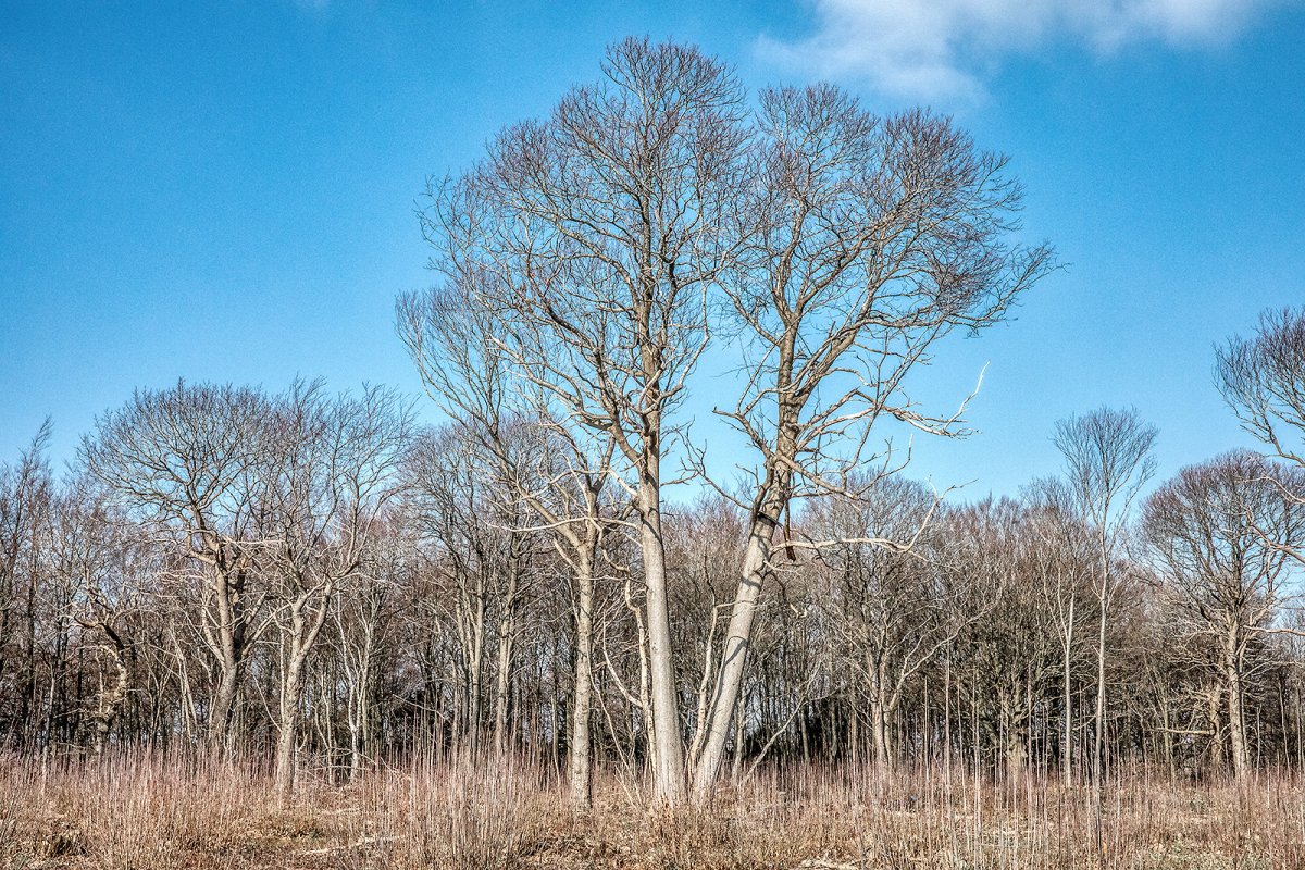 the east kent serengeti