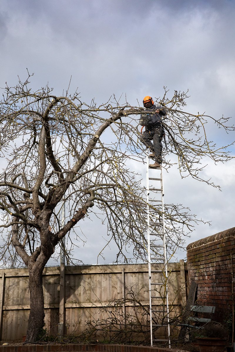 apple tree perou-ning