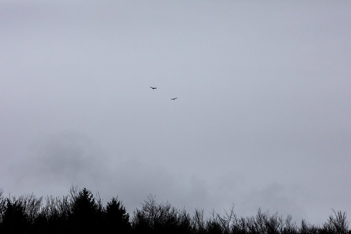 buzzards