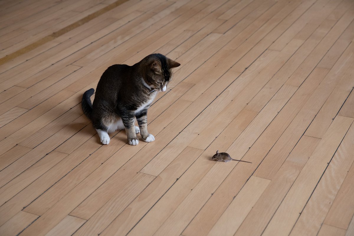 a little game of cat and mouse