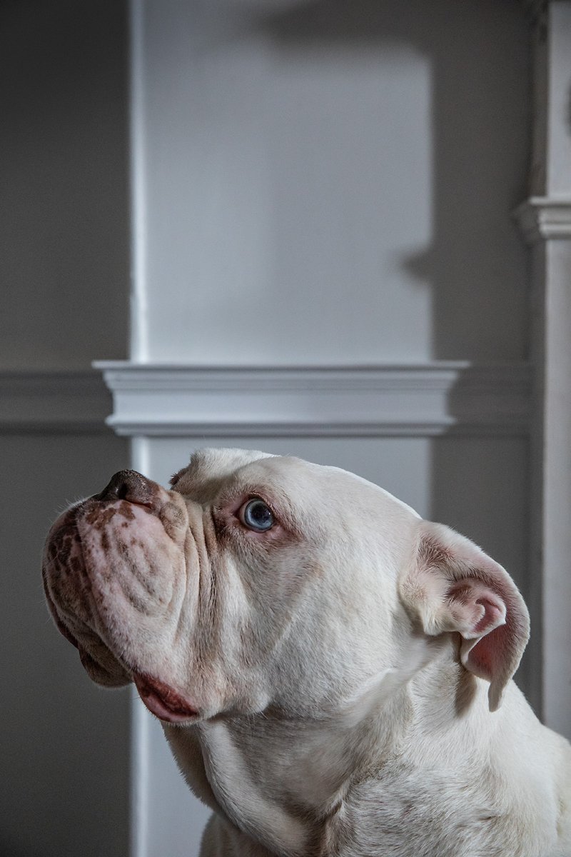 mr bunny Wolfgang malkovich