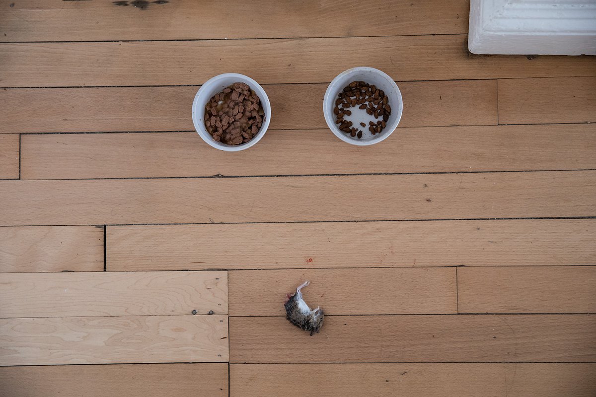 wet food, dry food, wild food