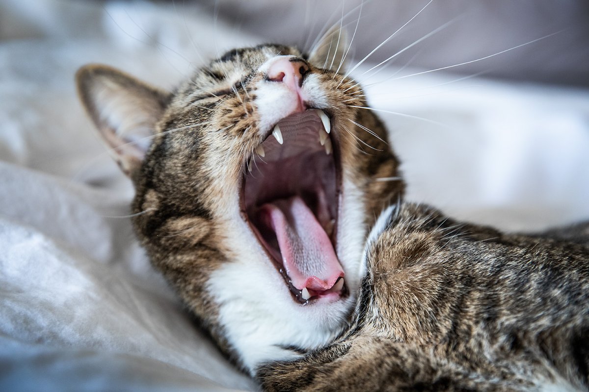 insert mouse here...