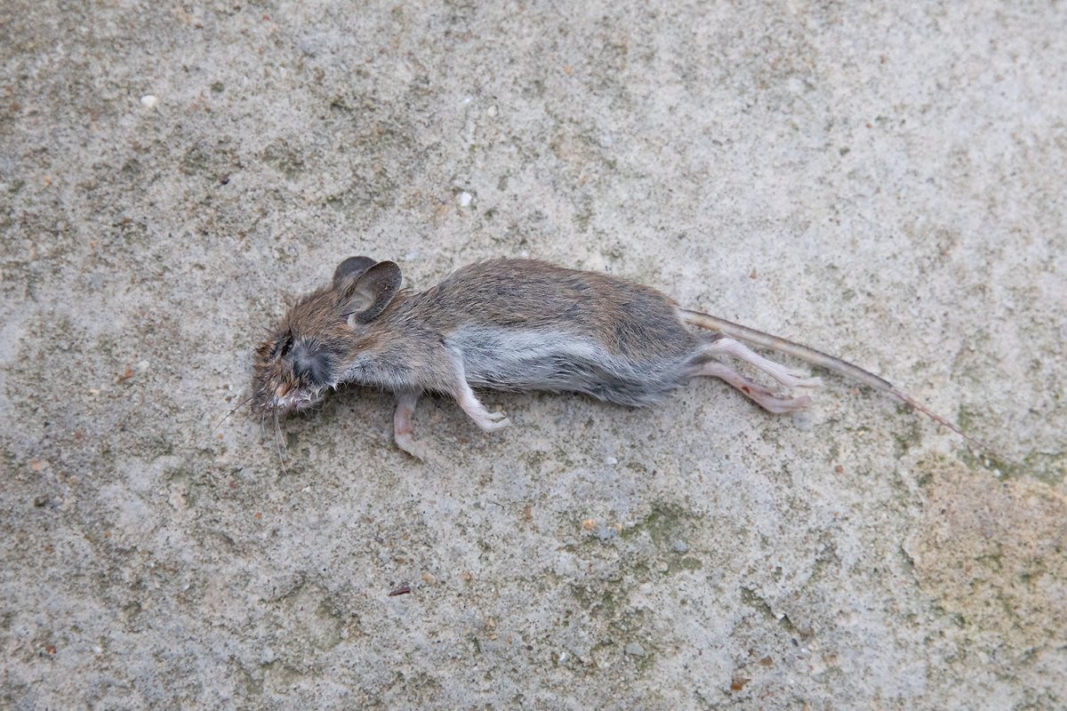 lucys birthday present from the cat