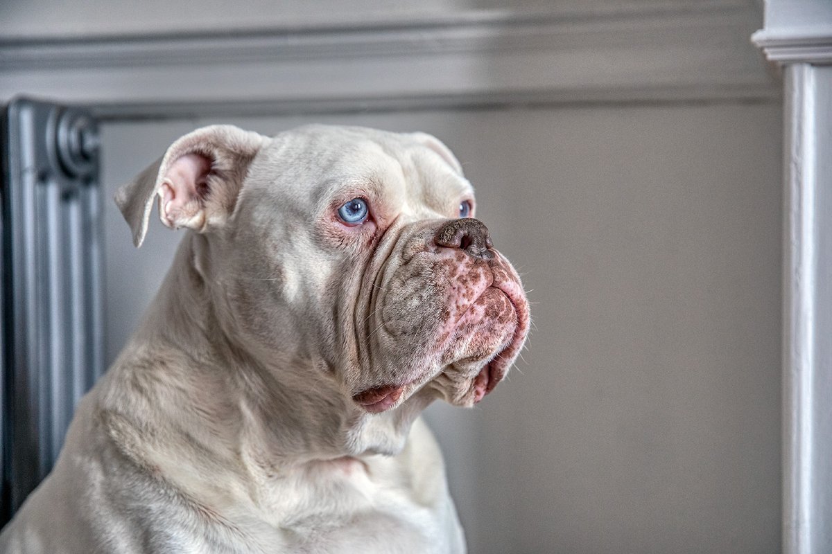 legend class hound