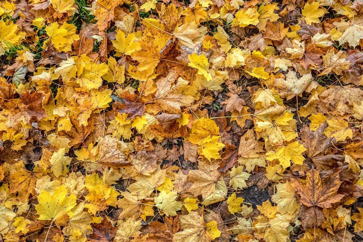 must be autumn