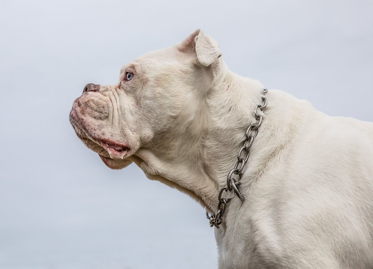 epic hound