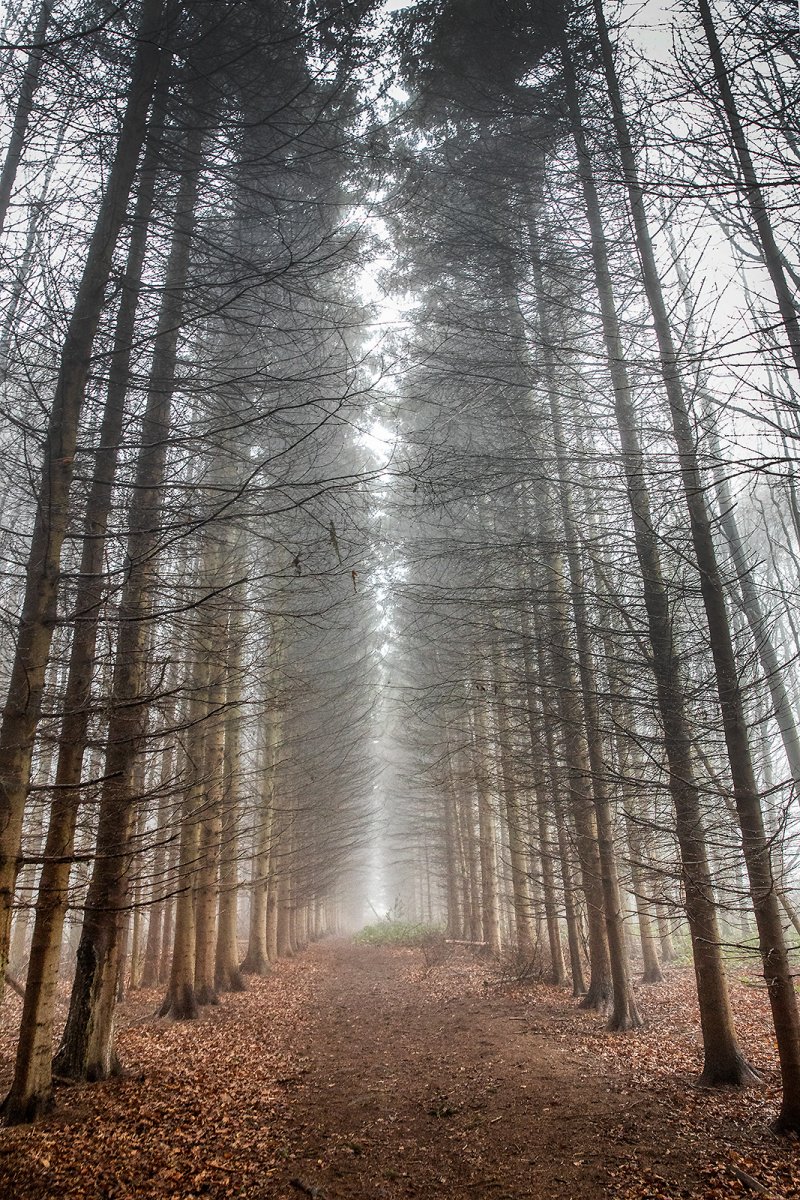 winter walks