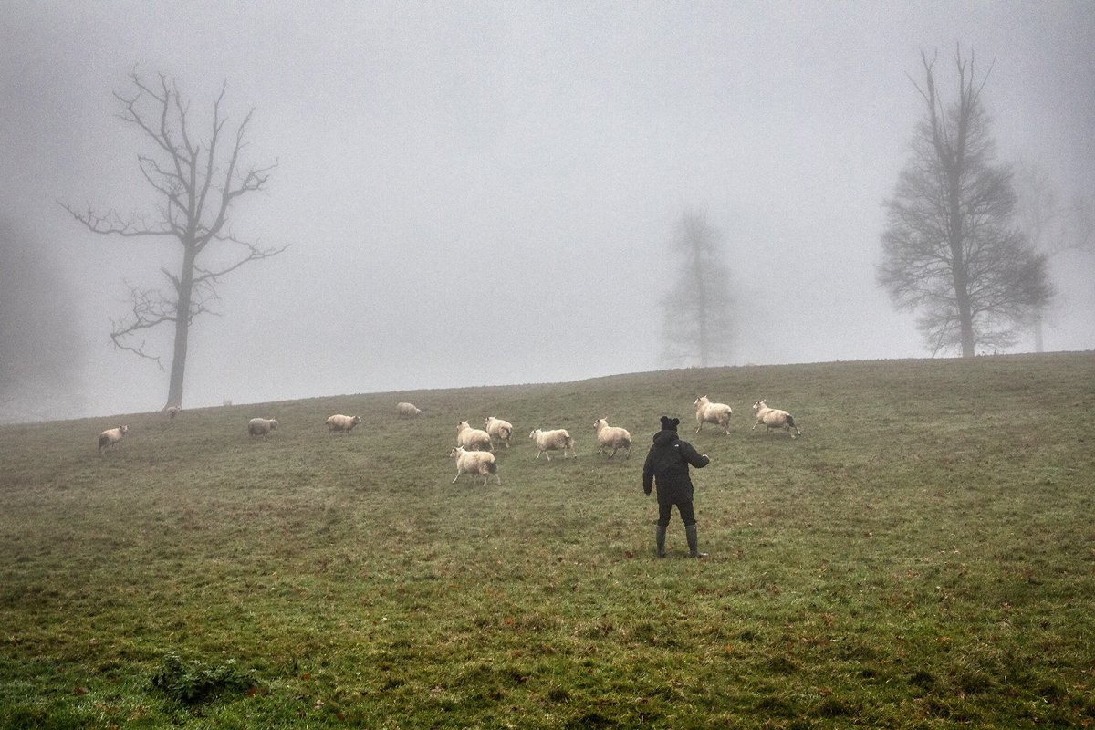 black sheep of the family